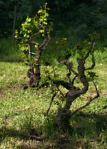The Zinfandel vineyard awakes